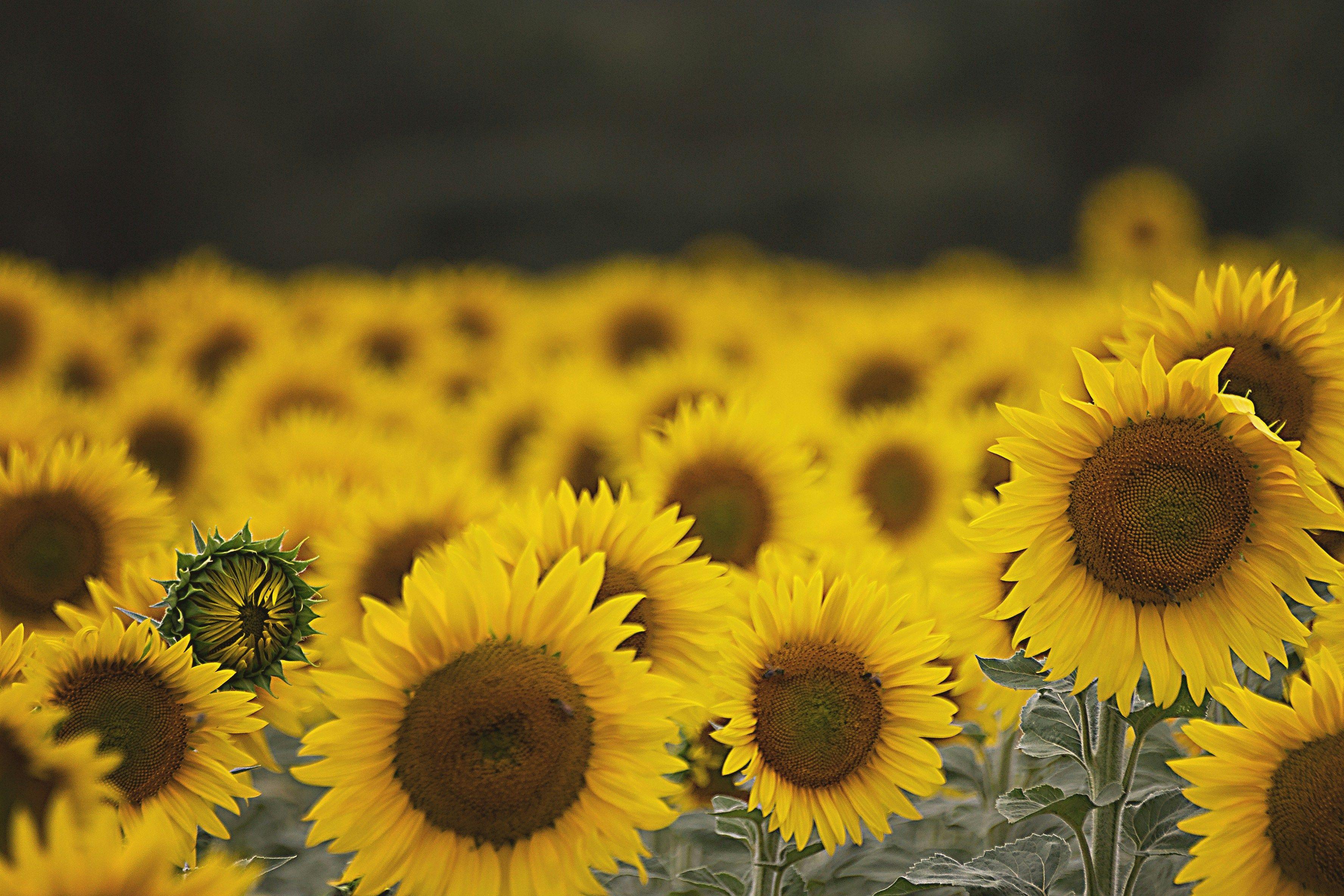 Unlocking Joy: The Power of Everyday Happiness